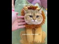 The Cutest Lion Cat Carrier Bag! 🦁🐾