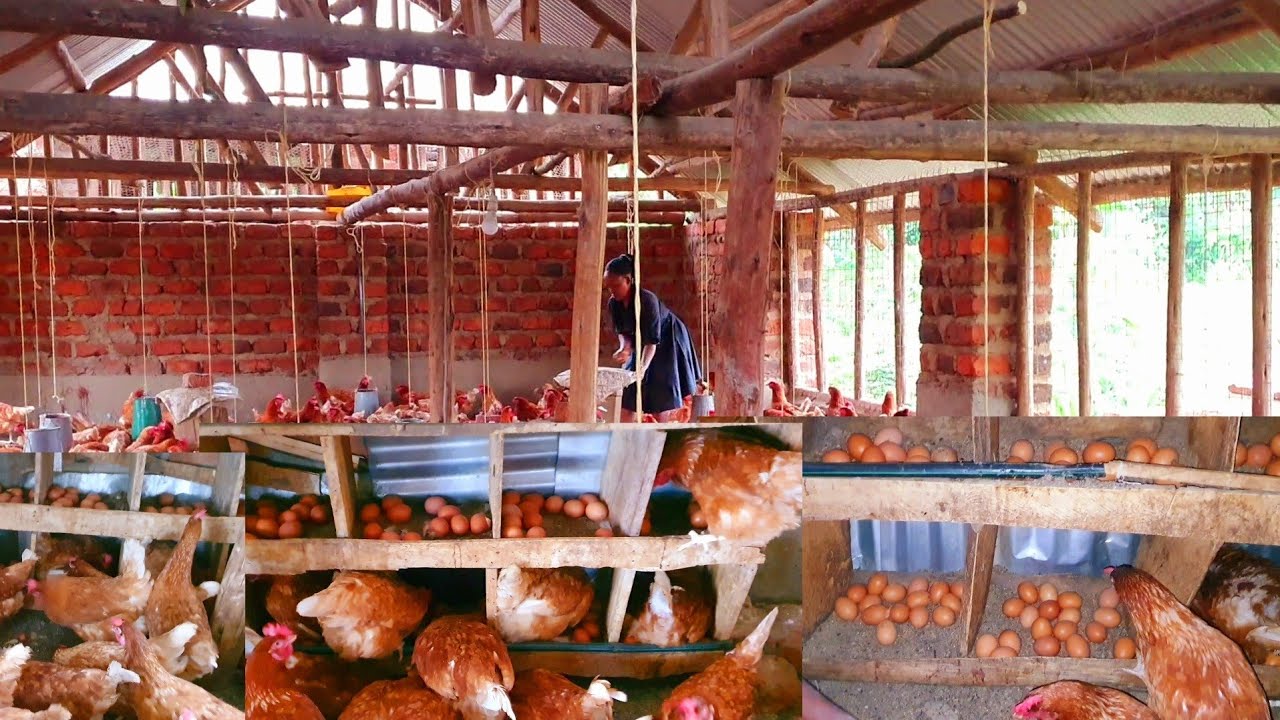 How to raise laying hens for business / bigginer's guide- poultry farm ...