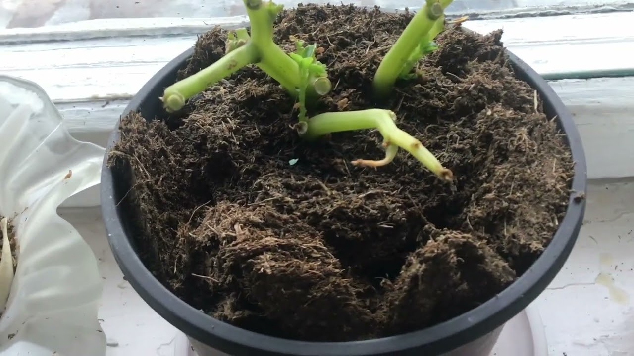 Больные цветы - не могу выбросить