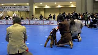 東京インターナショナルドッグショー2021 パピーオス・グループ戦 by shiuraswelsh 157 views 2 years ago 4 minutes, 23 seconds