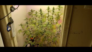 G.M.O Root beer week 1 to 3 Flower Cannabis grow update.