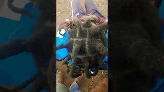 CROUCHED DREADLOCKS GROWTH  GAUTENG WhatsApp 0661879263 #dreadlocks #viralshort #dreadlockservice