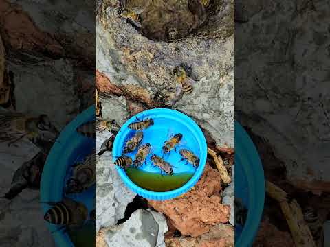 This Simple Trick Saved MyHoneybees in Winter #tropicalforestbees