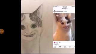 beluga polite cat