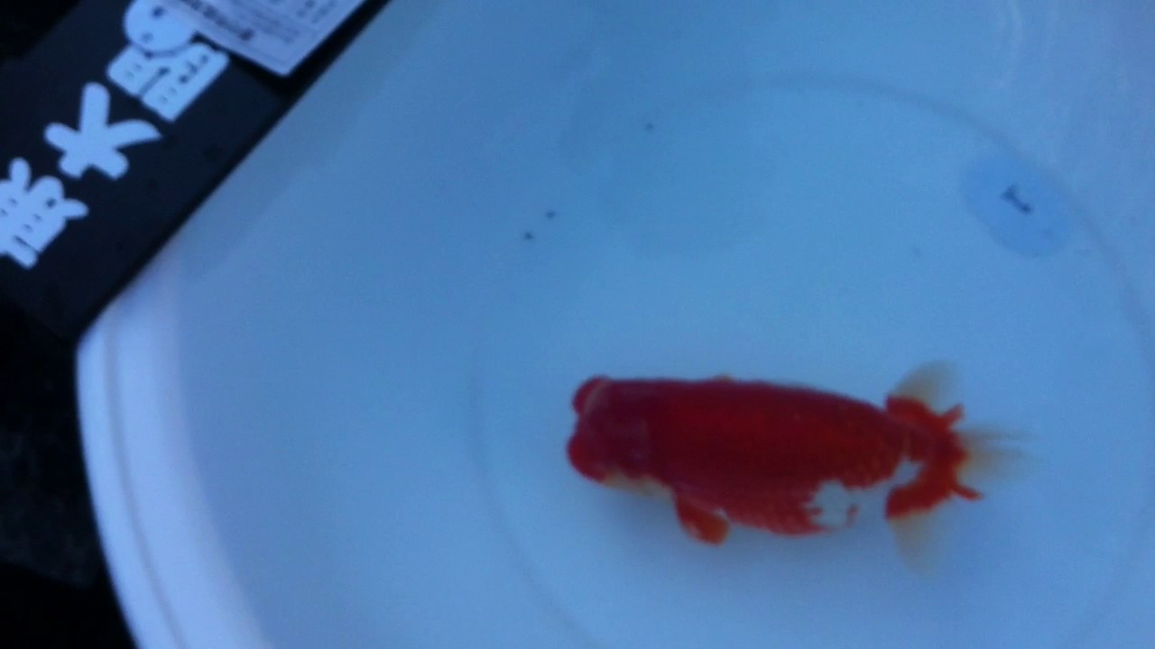 2016 All Japan Ranchu Show Oya class - YouTube