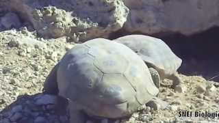 Desert Tortoise Fight