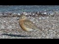 I AM Making Movies 3: Dotterels