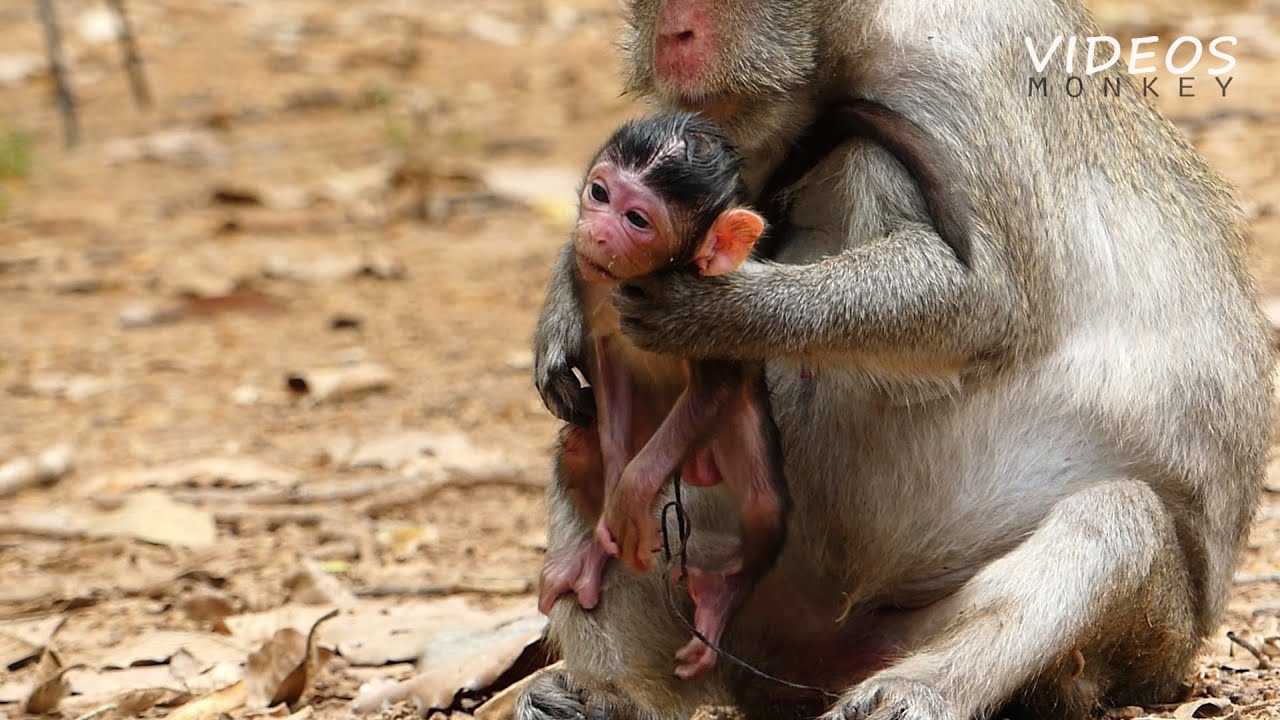 Oh Mom Jane Trying Take Care Her Newborn Baby Monkey.