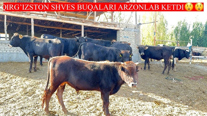 Yalangoch odamlar porno olomon Yubkada uzun oyoqli