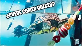 Mi tortuga puede comer dulce?