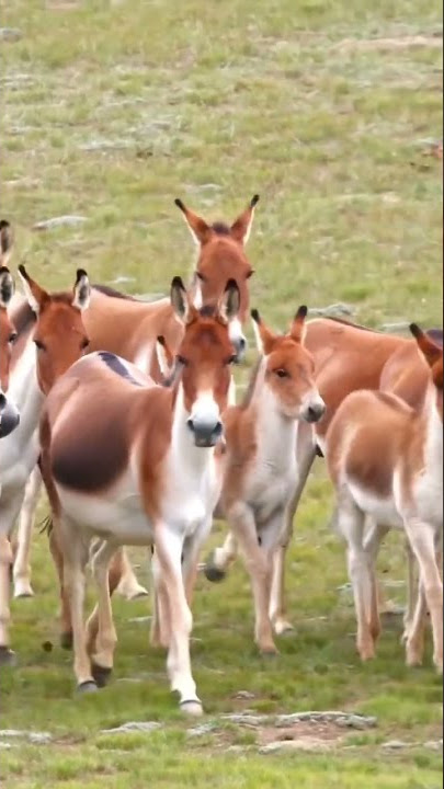 Animal World Records - Equus Kiang Just Like Horse #shorts #animallover #animalshorts