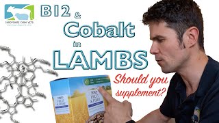 B12 and Cobalt in Lambs.. Should you supplement