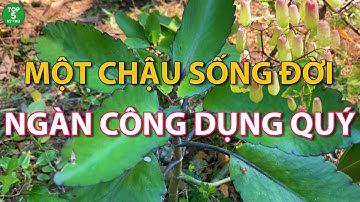 Một Chậu Sống Đời_Ngàn Công Dụng Quý !
