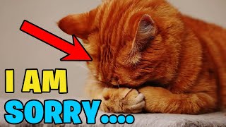 Cat Communication: How Cats Apologize to Humans