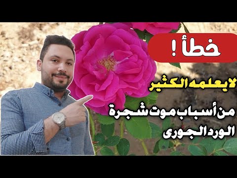 فيديو: فهم امتلاء زهرة الورد