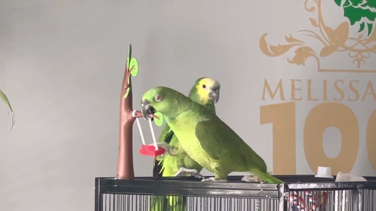 No creerás lo que hace Jaco y Vicky cuando están solos/que hacen mis loros cuando están solos/loros