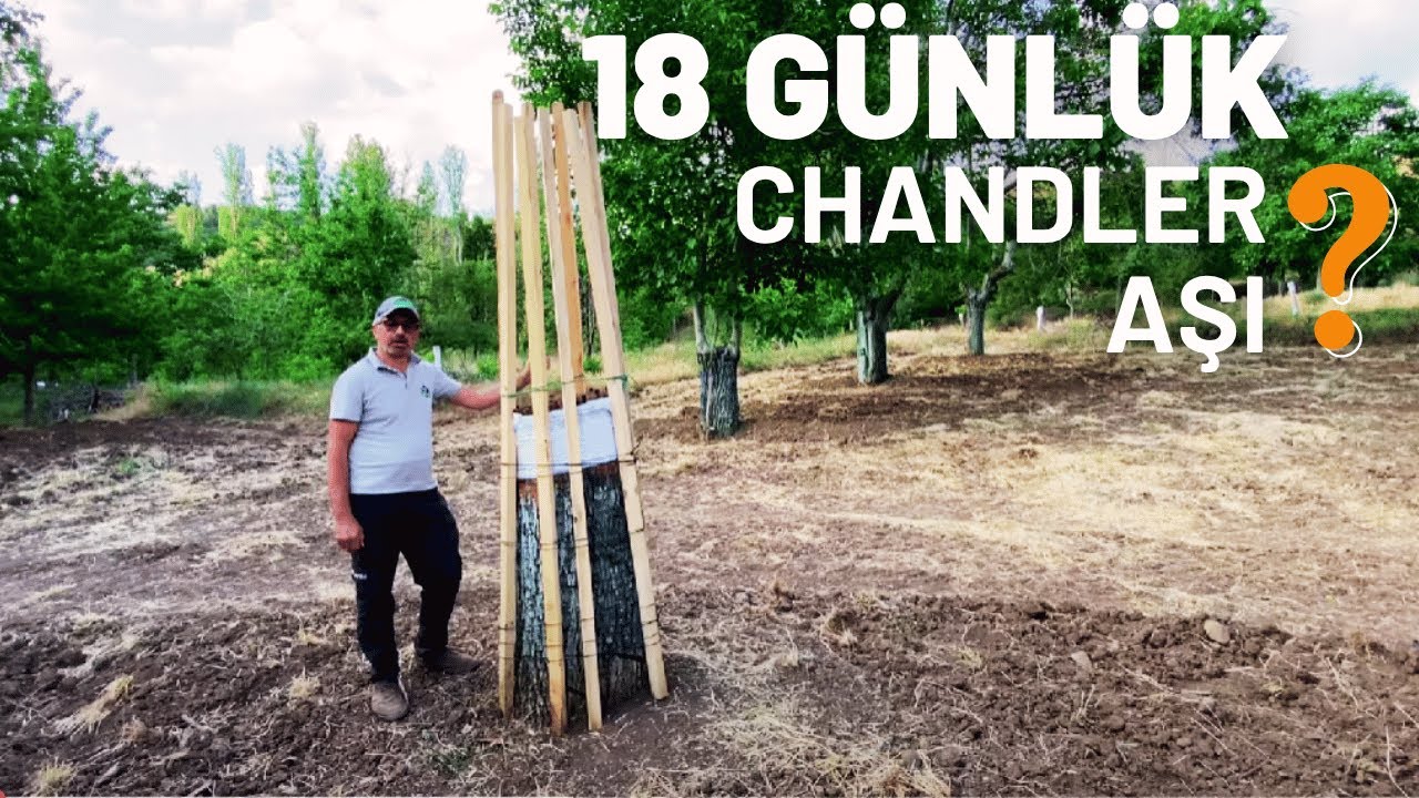 18 Günlük Chandler Ceviz Aşı