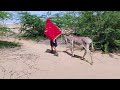 صبي صغير وامرأة شابة في اجتماع عائلي مع حمار 