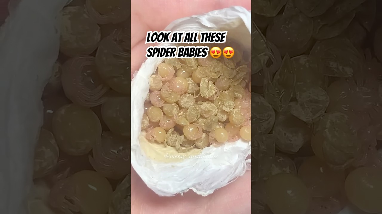 Глюк «Бесконечные пауки», удаление яиц синего тарантула в Сингапуре (Omothymus violaceopes)