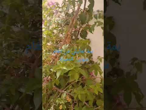 نغم من سوريا يمة تعاليلي من اداء فرقة تكات فضلا اشترك و اعجاب مع نشر المحتوى