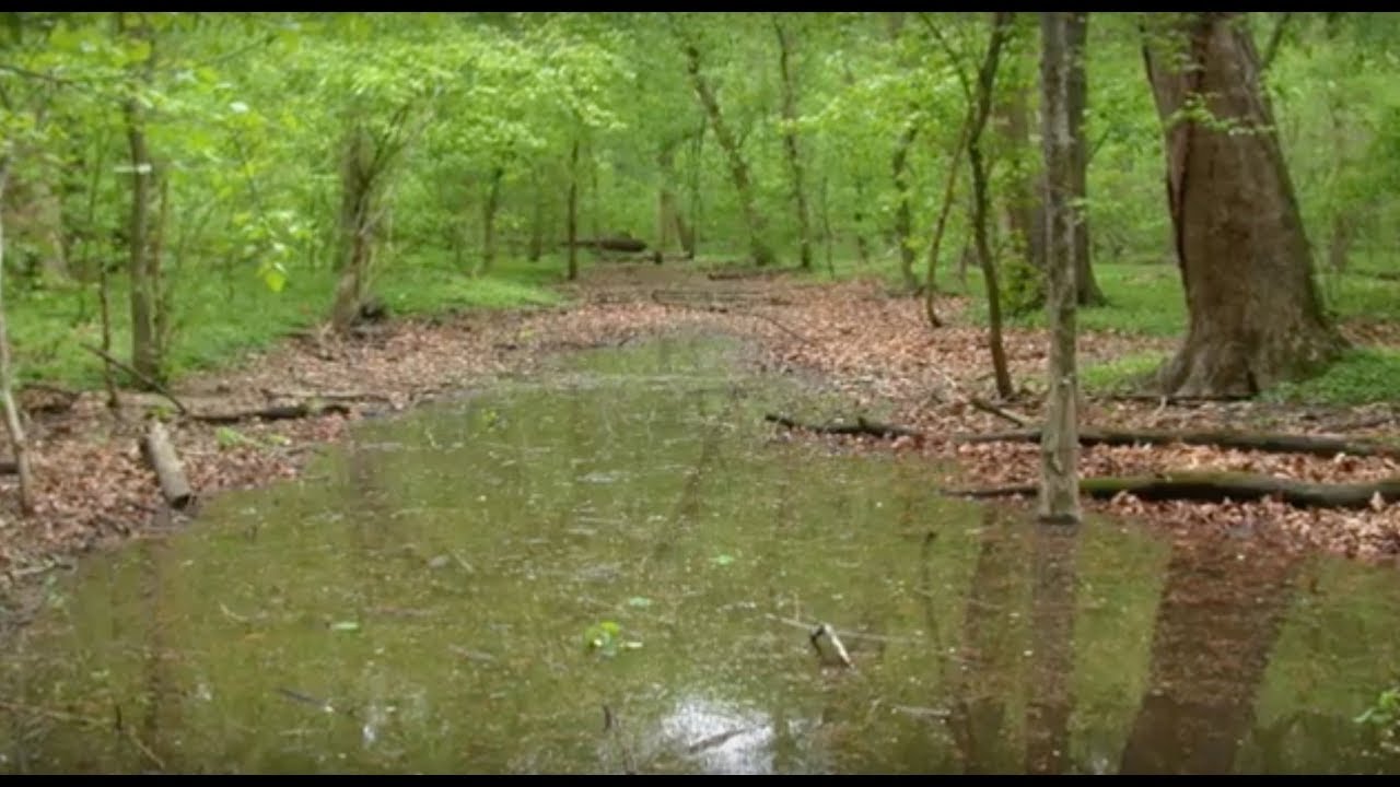 Occupancy modelling - more than species presence/absence! - YouTube