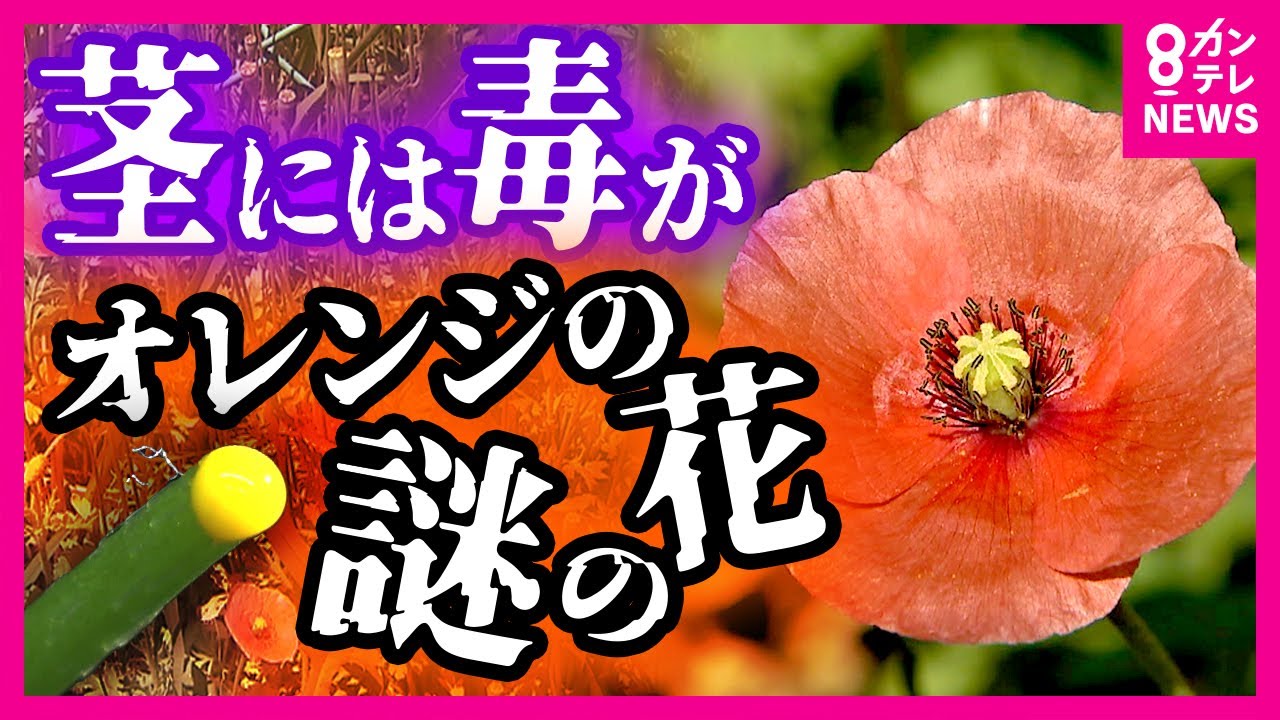The True Identity of the Orange Flowers Blooming on the Roadside