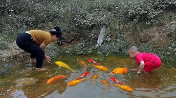 Tổng hợp video em ổi đuổi bắt cá vàng tinh nghịch dễ thương #cávàng #concá #fishing #bắtcávàng