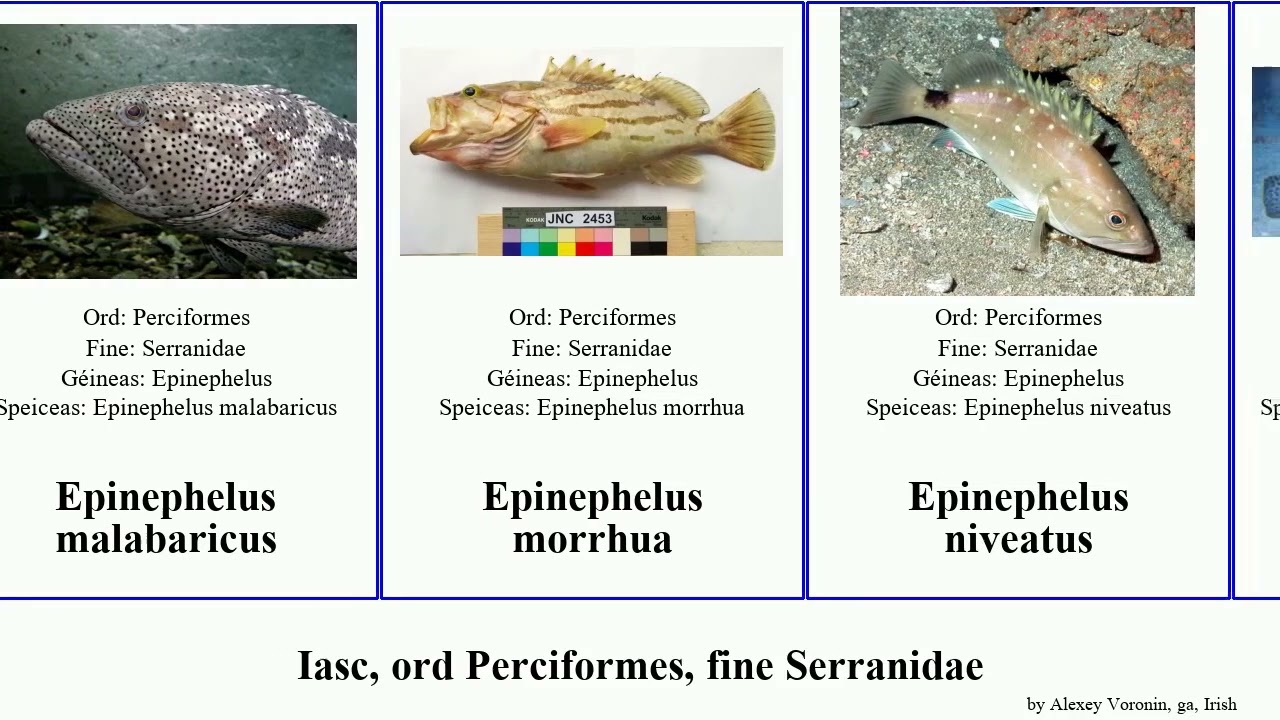 Iasc, ord Perciformes, fine Serranidae epinephelus mycteroperca fish argus mara gemma tigris donn