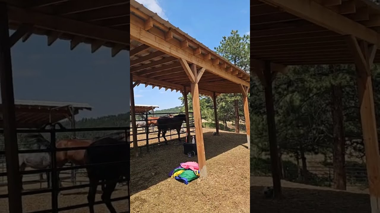 The1DrQ is live horse training with brand new volunteer trainers in a active herd setting, continued