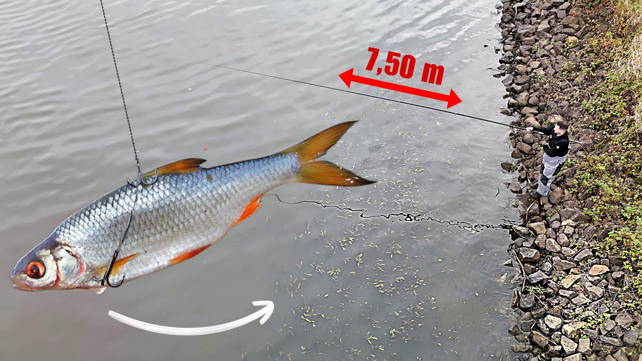 Angeln mit Köderfisch auf Hecht und Zander hinter dem Kraut. 