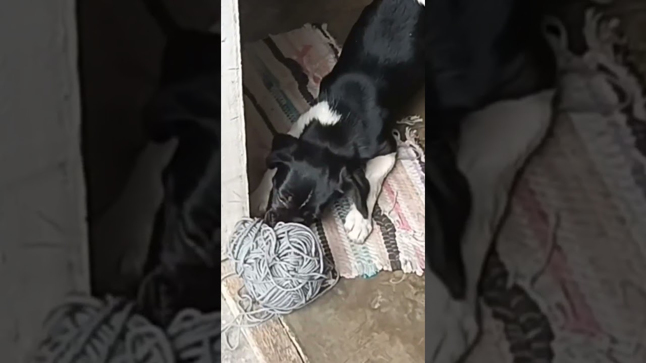 Puppy Stole and Played With The Yarn