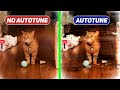 CAT - I Go Meow song ORIGINAL vs AUTOTUNE edit