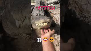 Do NOT feed hallucinogens to the alligators #funny #memes #shorts