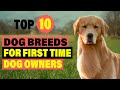 TOP TEN DOG BREEDS FOR FIRST TIME DOG OWNERS