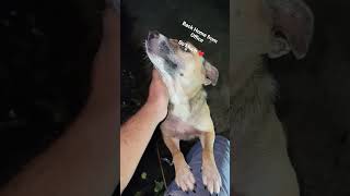 Every Moment With My Pup Is A Treasure