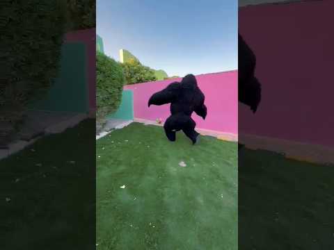    الغوريلا يلعب فوت بول