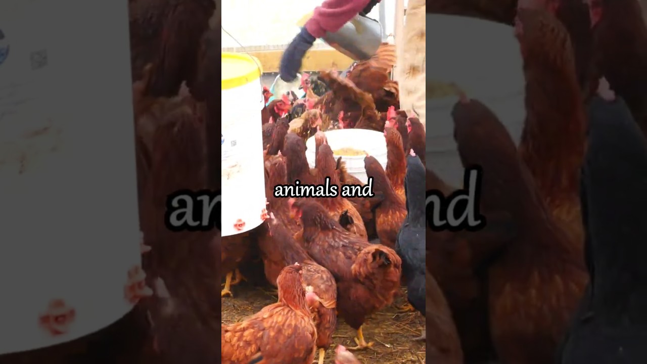 Why Local Farms Should Buy Bulk Fresh Feed (Community Win!)