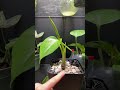 Bester Zeitpunkt zum blühen💀 #pflanzen #alocasia #alocasiafrydekvariegata #variegatedplants