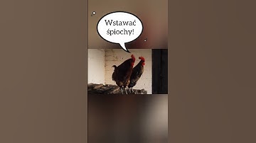 Thumbnail of pobudka #shorts #short #youtubeshorts #youtube