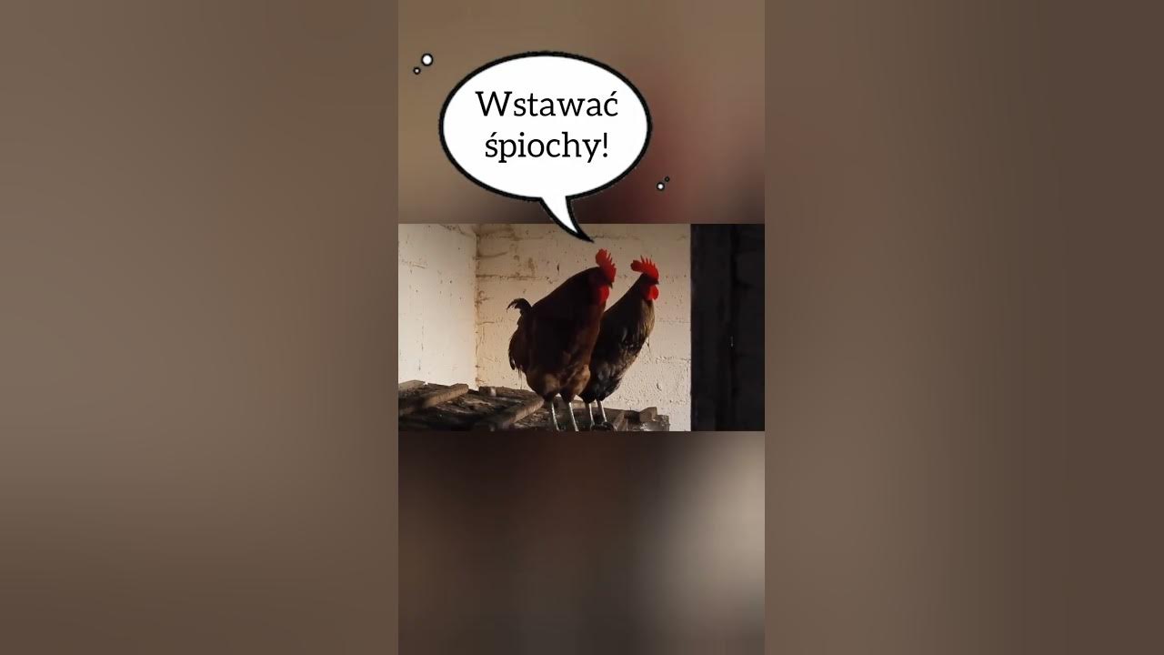 pobudka #shorts #short #youtubeshorts #youtube