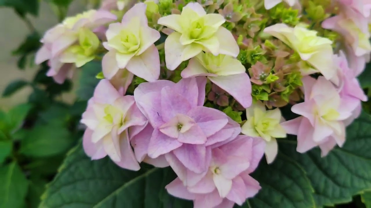 18.04.24 Обзор цветущих крупнолистных 🌺🌺🌺🌺🌺🌺🌺🌺🌺🌺🌺🌺🌺🌺🌺