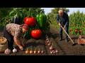 How to Grow Garlic and Onion in the Mountain Village? - Grandma and Grandpa Daily Life