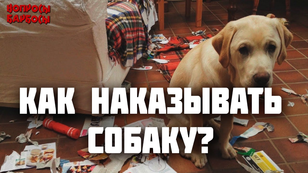как наказать щенка немецкой овчарки