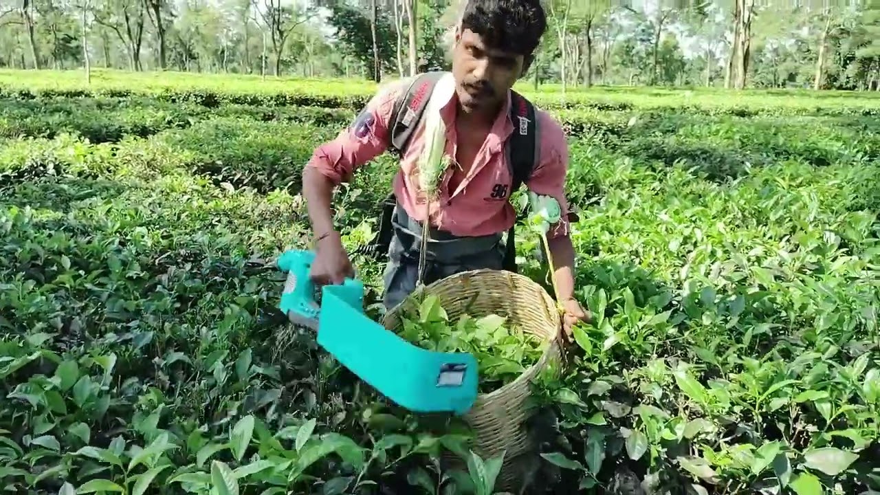 TEA plucking by MACHINE