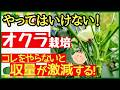 【オクラ栽培のコツ】収穫量を何倍にも増やす5つの管理!長~くたくさん収穫する最強の育て方~初心者・プランター栽培~