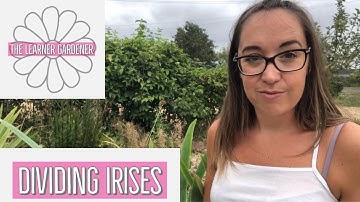 Video: Dividing Irises and replanting