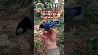 Download Lagu mikat rambatan doraemon #rambatandoraemon #casper #rpp #pikatrpp #pikatrambatan #pikathutan #birds MP3