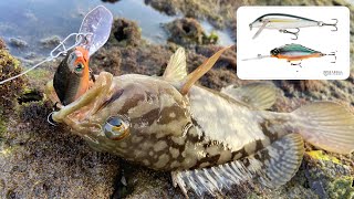 Micro lure challenge Rapala count down / Goa fishing / India fishing screenshot 4