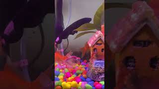Btao ?? #fish #fishaquarium #aquarium #exoticaquariumfish #aquaticpets #fishbowl #planetaquarium