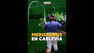 Transportamos Meristemos De Y Materiales Para La Cosecha